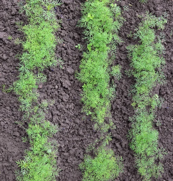 Lijnen van jonge spruiten van een kruidig gras van venkel. — Stockfoto