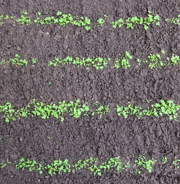 Lijnen van jonge spruiten van een kruidig gras peterselie. — Stockfoto