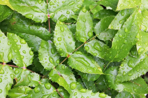 Bush Holly green  leaves with big rain water drops — Stock Photo, Image