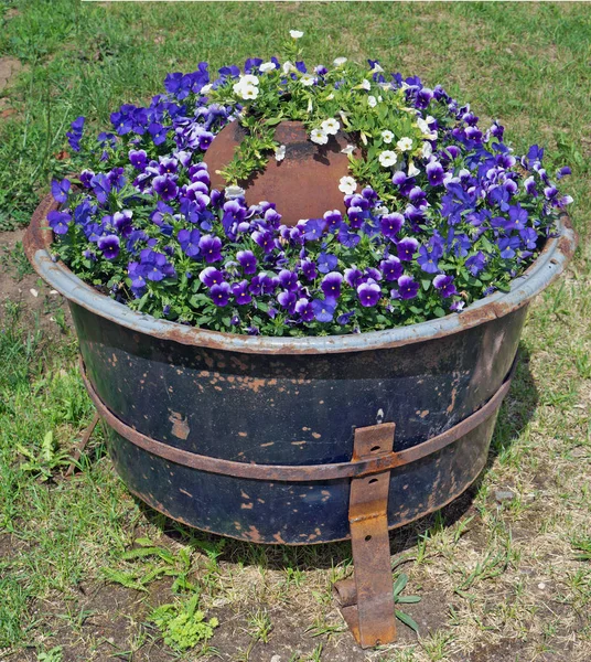 The old rusty metal copper is used as a flowerpot. — Stock Photo, Image