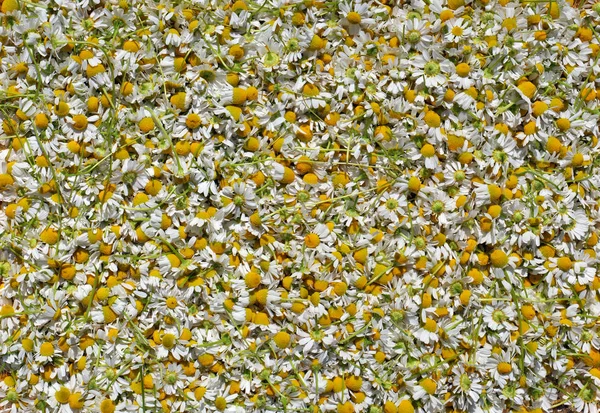 Miles de flores pequeñas de una manzanilla médica —  Fotos de Stock
