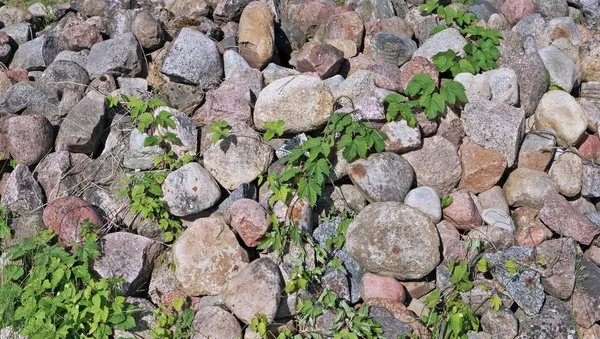 Sur des pierres de granit et des blocs de raisin sauvage poussent fond . — Photo