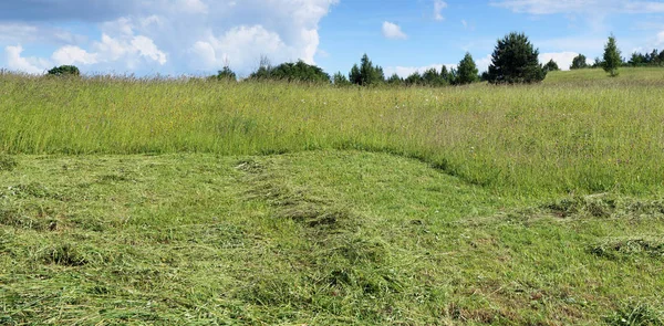 Panorama of a summer grass green meadow. — Stock Photo, Image