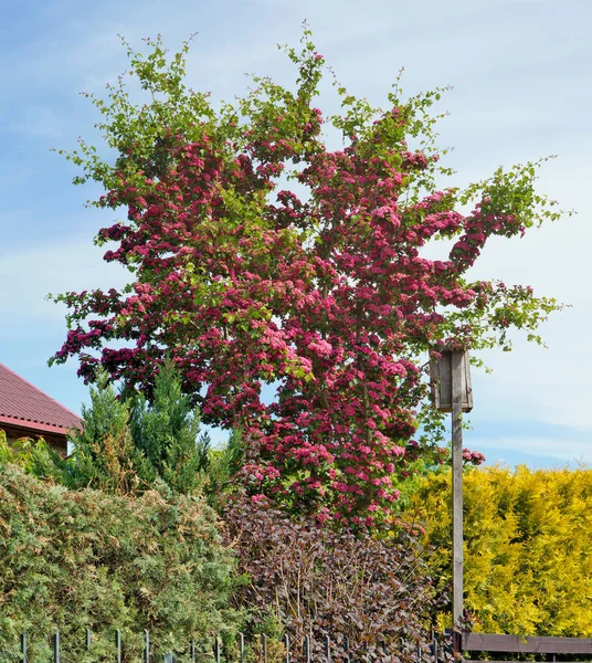 Der blühende Frühlingsdekorationsbaum des rosa Weißdorns — Stockfoto