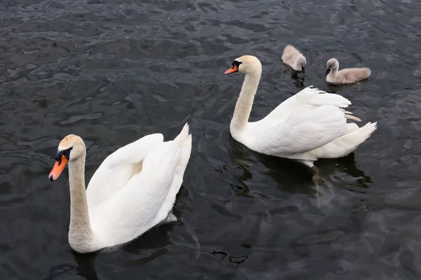 Cisnes brancos machos e fêmeas criam seus filhotes recém-nascidos . — Fotografia de Stock