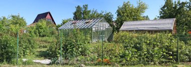 Böğürtlen çalılarının ötesinde üzümler ve ahududular