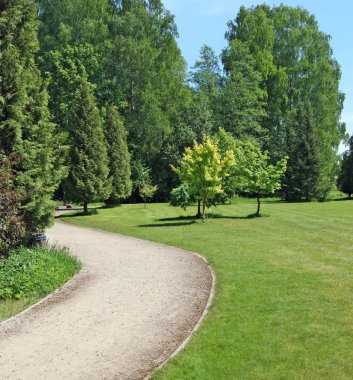 eğimli toprak yol ormanı na yol açar.