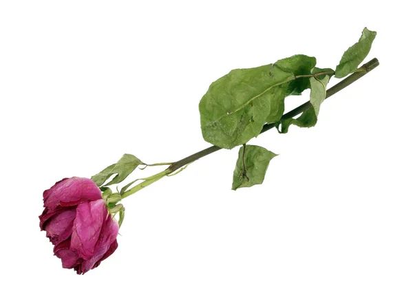 The  drying-up dead  pink rose flower from a wedding bouquet. — Stock Photo, Image