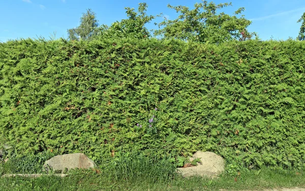 Two large granite boulders at the base of a green hedge — Stock Photo, Image