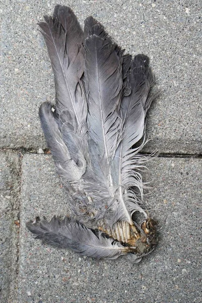 Na cestě leží křídla holubice — Stock fotografie