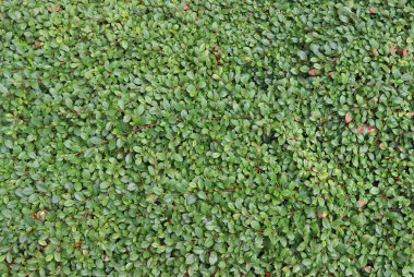 Küçük oval yeşil mumlu yaprakları ile sürünen bir liana