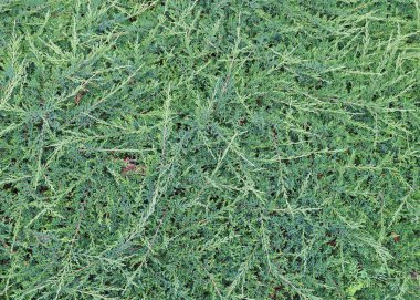 Cüce ardıç taze yeşil dalı büyük arka plan. 