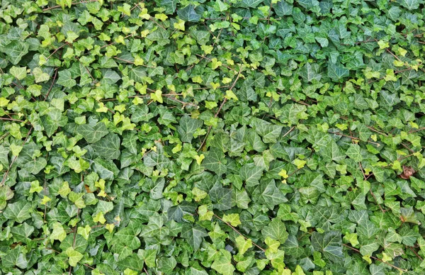 En vild murgröna vada genom jorden — Stockfoto