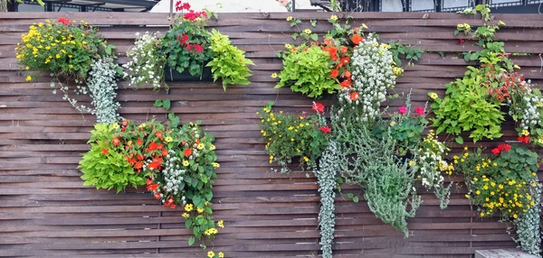 Valla de madera con macetas y plantas en flor —  Fotos de Stock