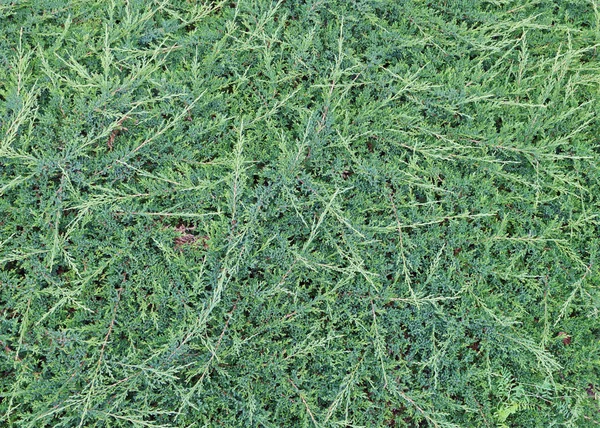 Cüce ardıç taze yeşil dalı büyük arka plan. 