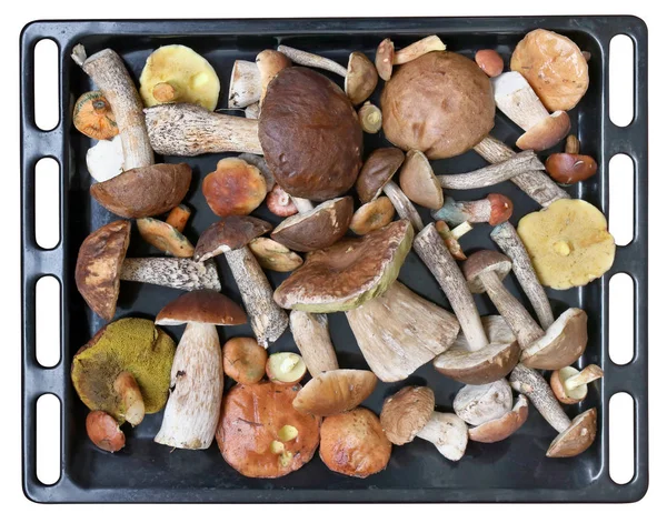 Благородный деликатес свежие лесные грибы на черном металле выпечки ш — стоковое фото