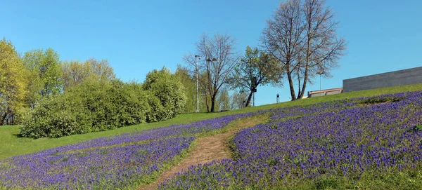 何千もの s の斜面に咲く青いヒヤシンス ムスカリ — ストック写真