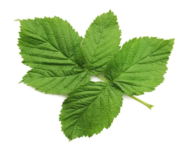 Ahududu Bush taze yaprak