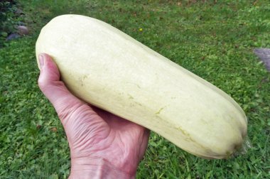 Taze yeşil sebze marro tutan yaşlı çiftçi büyükbaba