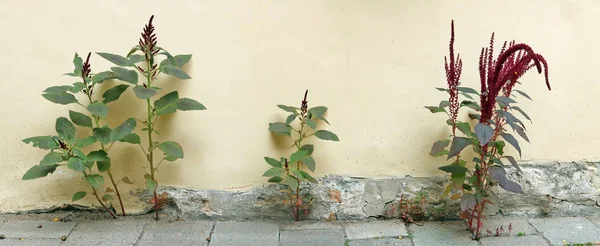 顽固的城市植物通过沥青和混凝土生长 — 图库照片