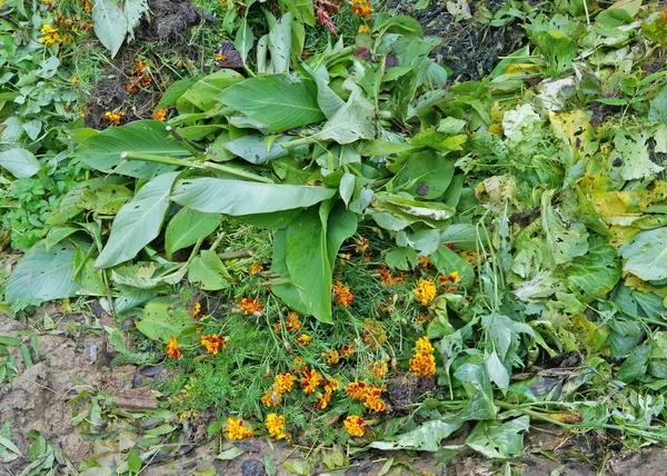 Otoño moribundo flores de Maridolds en basura basurero en el bosque n — Foto de Stock