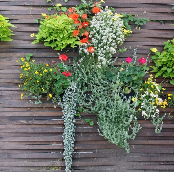 On a brown wooden village fence hang pots with bright autumn flo — Stock Photo, Image