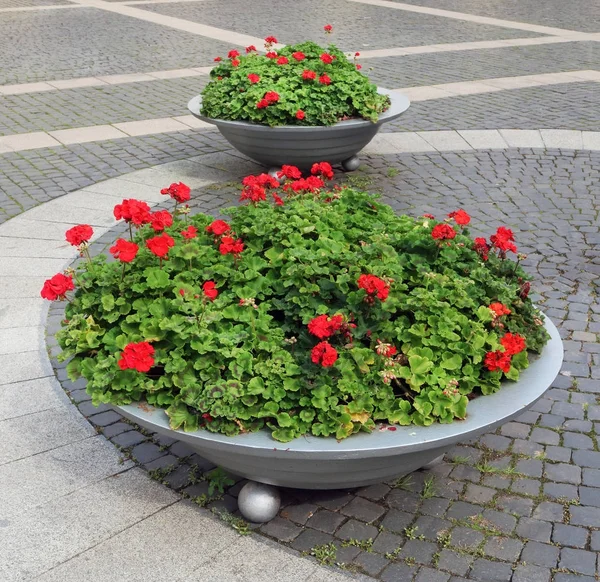 Çiçeklenme ile büyük metal vazolar kırmızı Sardunya — Stok fotoğraf