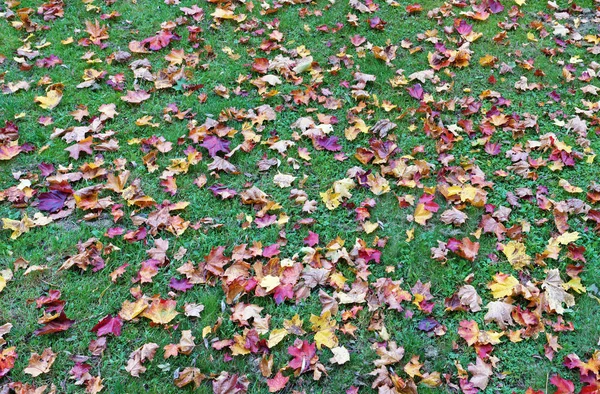 Mil folhas amarelas e vermelhas do bordo do outono encontram-se no g verde — Fotografia de Stock