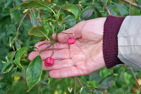 Mulher idosa segurando em sua mão outono frutos vermelhos de Wahoo b — Fotografia de Stock