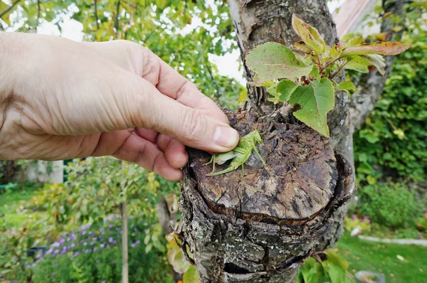 Älterer Großvater Bauer drückt mit den Fingern ein großes Gras — Stockfoto