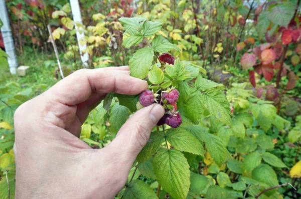 Vieux grand-père agriculteur déchire de la brousse automne raspbe mûr — Photo