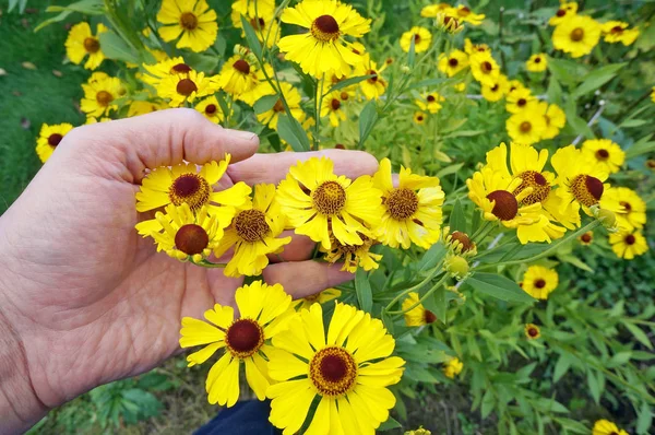 The hand of the  grandfather  farmer keeps bright yellow autumn — Stock Photo, Image