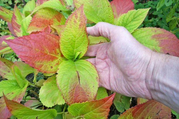 Un anciano granjero abuelo sostiene en su mano unas hojas de un otoño — Foto de Stock