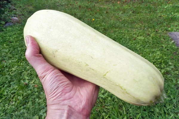 Taze yeşil sebze marro tutan yaşlı çiftçi büyükbaba