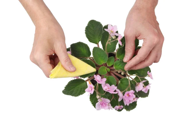 An elderly man cares carefully for a gentle flowering bush of in — Stock Photo, Image