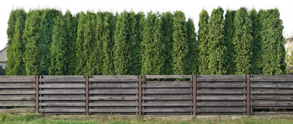 Fragment of a rural fence from high coniferous evergreen trees i — Stock Photo, Image