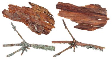 Çam kabuğu ve şube parçanın üst ve alt görünümü 