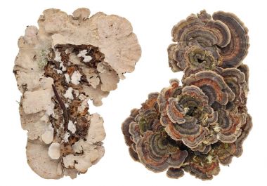 Üst ve alt sayısı kolonileri ortak Avrupa Orman ağacı 