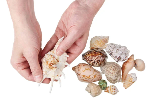 O velho cientista biólogo marinho mostra as conchas de underwate — Fotografia de Stock