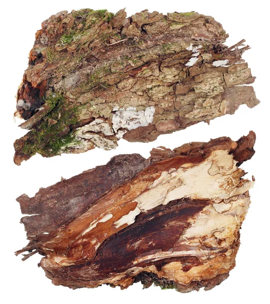 The top and bottom view of a fragment of oak tree bark with a co — Stock Photo, Image