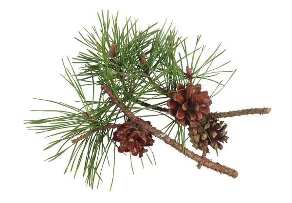 Winter pijnboom takjes met kegels en groene naalden geïsoleerd — Stockfoto