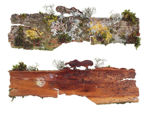 The top and bottom view of a fragment of aspen  bark with a colo