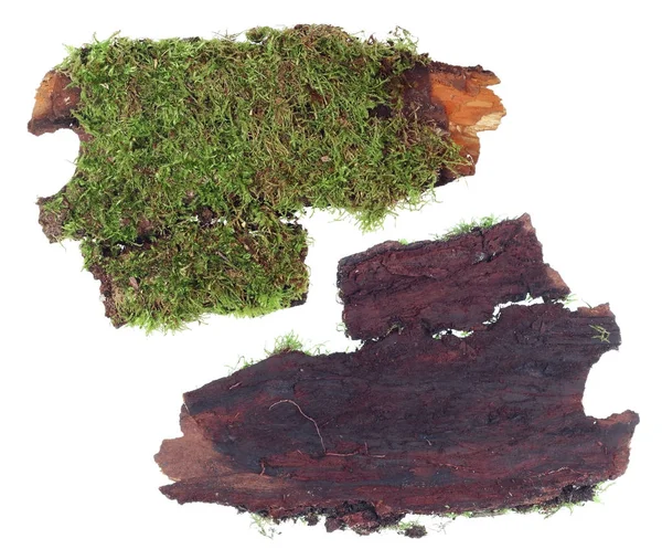 The top and bottom view of a fragment of pine bark with a colony — Stock Photo, Image