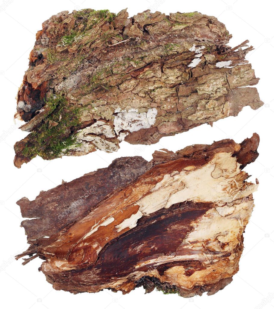 The top and bottom view of a fragment of oak tree bark with a co