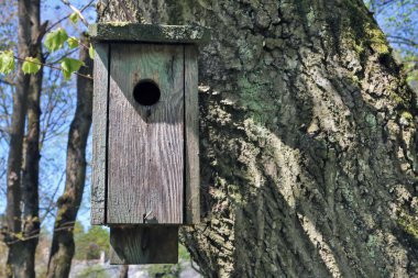 Bahar orman manzara mavi gökyüzü ile