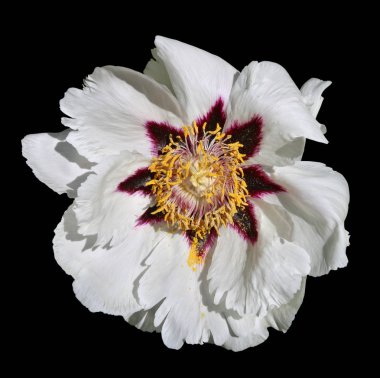 Mor sekizgen yıldız ve polen içinde bir wh ile sarı pistils