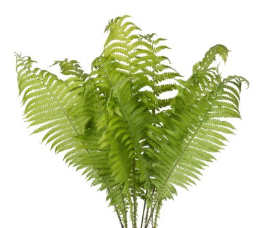 Bir yeşil orman fern bitkinin gerçek bush