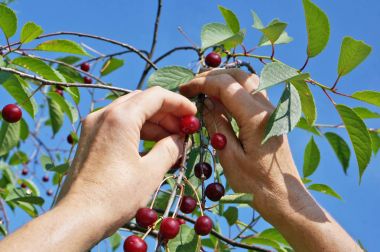 Köylü kadın Olgun Kiraz hasat ağaçtan toplar. 