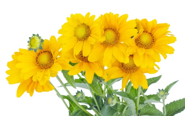 Sieben kleine gelbe Sonnenblumen blühen auf dem Julibeet. — Stockfoto