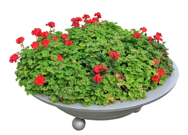 Mooie rode geranium bloemen bloeien in een ronde metalen vaas op een — Stockfoto